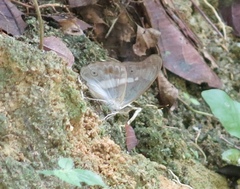 Eulaceura osteria