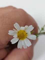 Matricaria chamomilla