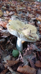 Russula virescens
