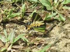 Graphium antiphates
