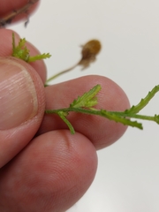 Matricaria chamomilla