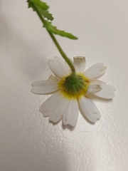 Matricaria chamomilla