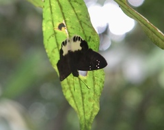 Tagiades ultra