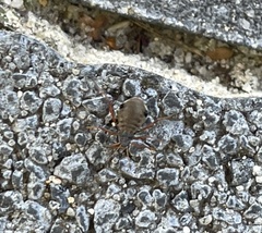 Insecta
