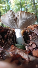 Russula virescens