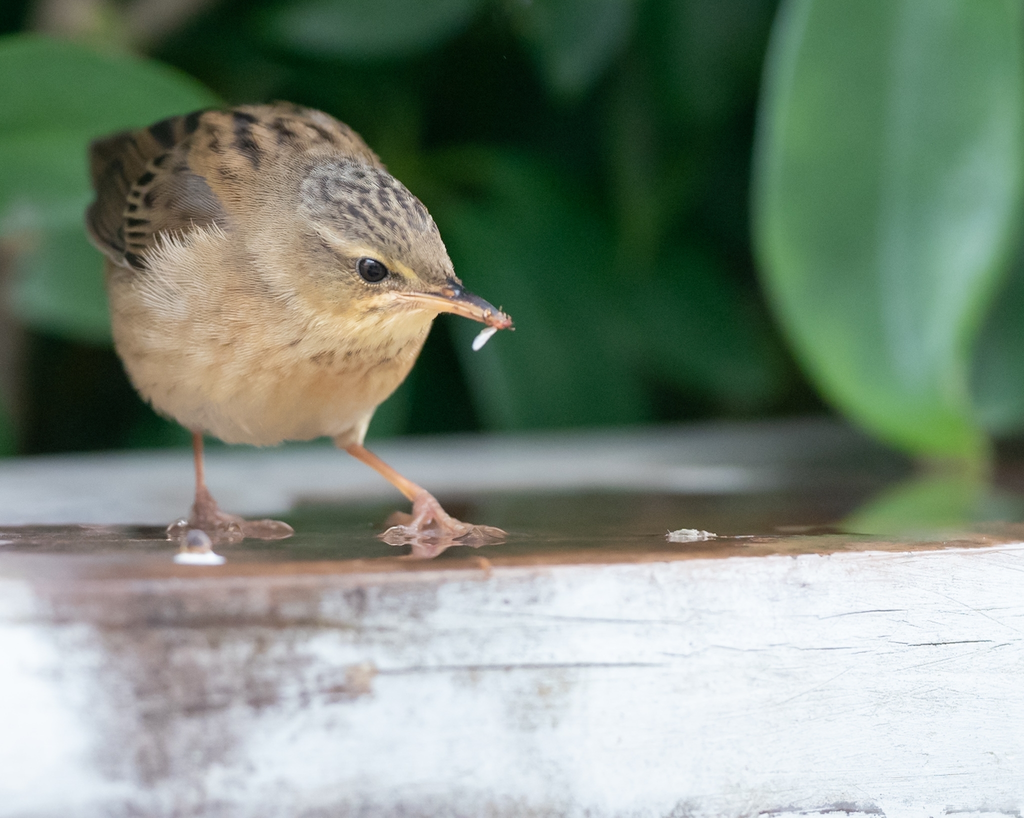 Pallas's Grasshopper Warbler (Helopsaltes certhiola)