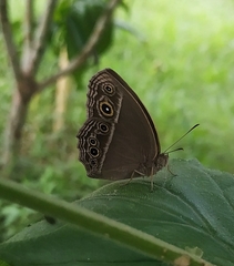 Mycalesis mineus