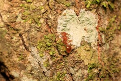 Notoncus spinisquamis