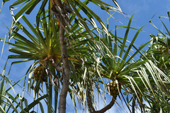Pandanus cookii