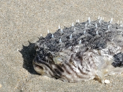 Chilomycterus schoepfii