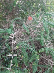 Melaleuca hypericifolia