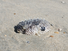 Chilomycterus schoepfii