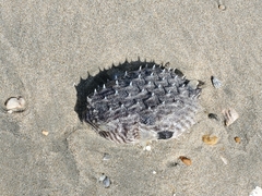 Chilomycterus schoepfii