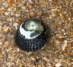 Chlorodiloma adelaidae