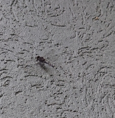 Bradinopyga geminata