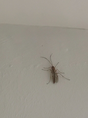 Ophion obscuratus