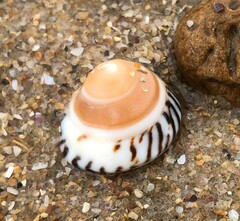 Bembicium nanum