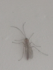 Ophion obscuratus