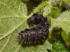 Aglais urticae
