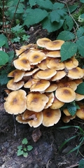 Armillaria mellea