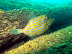 Eubalichthys mosaicus