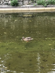 Anas platyrhynchos