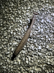 Statilia maculata maculata