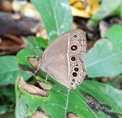 Mycalesis mineus