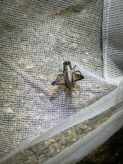 Loxoblemmus sylvestris