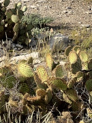 Opuntia strigil