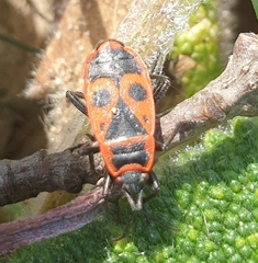 Pyrrhocoris apterus