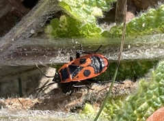 Pyrrhocoris apterus