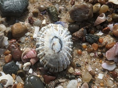 Scutellastra peronii