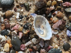 Scutellastra peronii