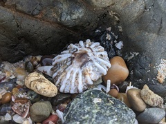 Siphonaria denticulata