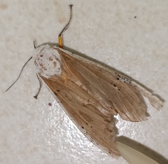 Creatonotos transiens