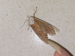 Creatonotos transiens