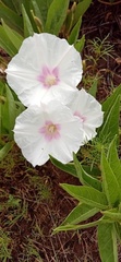 Ipomoea longifolia