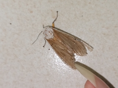 Creatonotos transiens