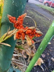 Iris foetidissima