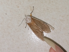 Creatonotos transiens