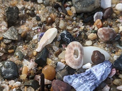 Amblychilepas nigrita