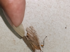 Creatonotos transiens