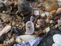 Amblychilepas nigrita