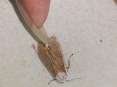 Creatonotos transiens