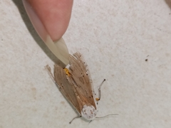 Creatonotos transiens