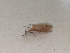 Creatonotos transiens