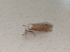 Creatonotos transiens