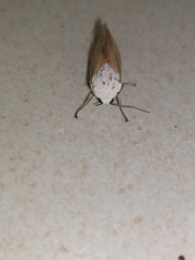 Creatonotos transiens