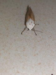 Creatonotos transiens